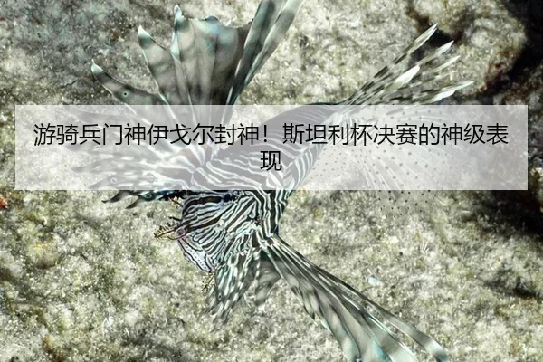 游骑兵门神伊戈尔封神！斯坦利杯决赛的神级表现